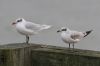 Mediterranean Gull at Southend Pier (Steve Arlow) (38205 bytes)